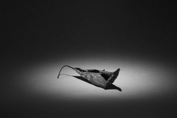 Neuhaus Bruno - Spotlight