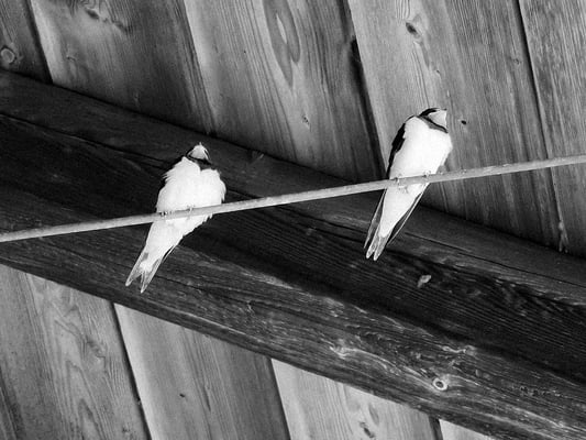 Hecke Bea - Schwalbenduett