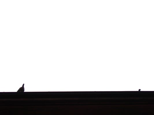 5-1 Radovanovic Mario