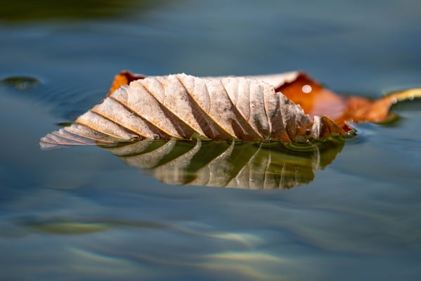 Herbst im Wasser - Jordan Jolanda