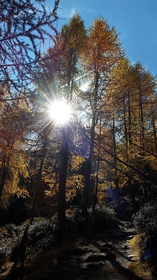 Krieg Barbara - Lichtblick