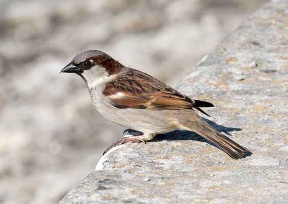 12 Berchtold Jürg - Spatz