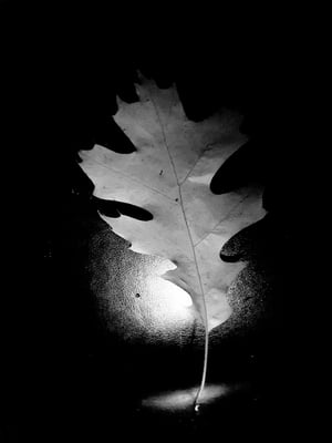 Radic-Radovanovic Dragica - Das Blatt im Rampenlicht