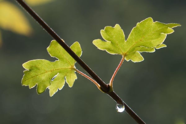 15  Buess Markus - Tropf