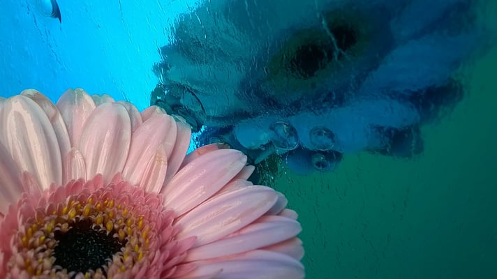 Radic-Radovanovic Dragica / Dragica_fiore_amore