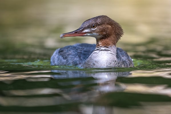 Die Fischjägerin - Jordan Jolanda