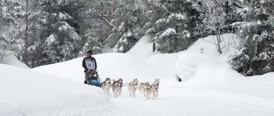 Schlittenhunderennen / Buess Markus