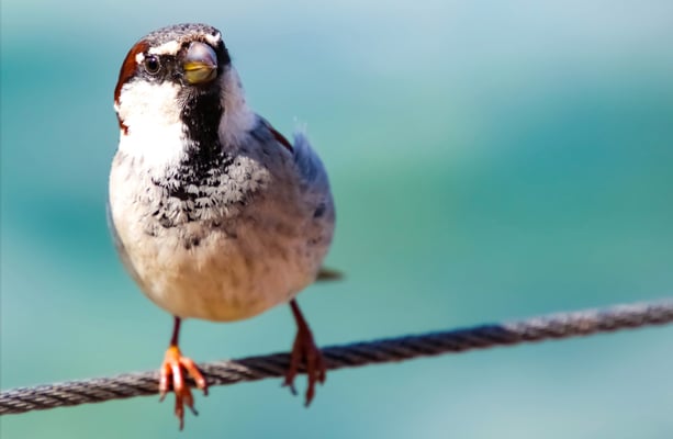 04 Piller Willi - Bird on a wire