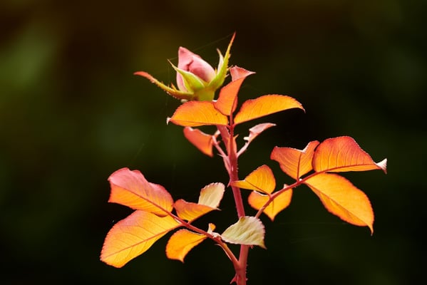 Blumer Emil - Rosenblätter im Gegenlicht