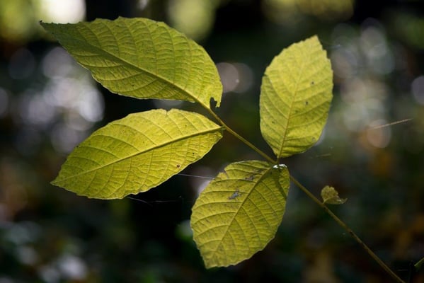 Buess Markus - grüne Fee