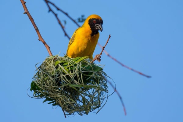 Buess Markus - Baumeister