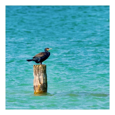 10 Balmer Pascal - Fishermans Nightmare