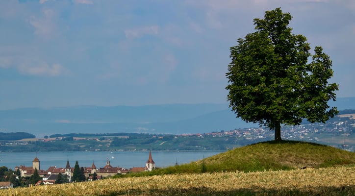 03 Piller Willi - Murten-Baum