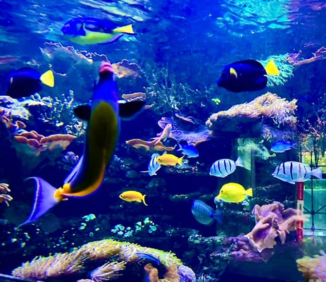 Radic Dragica - Fischspiel