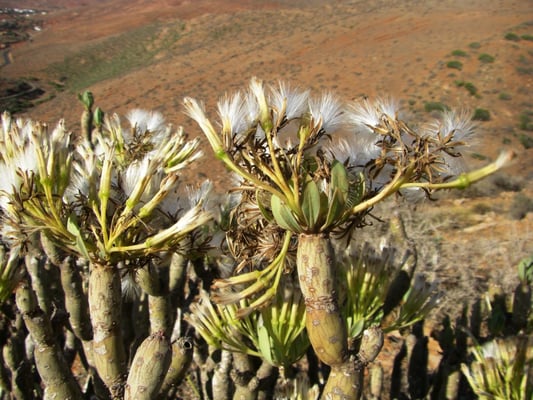 Blühende Wolfsmilch 