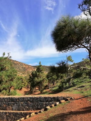 Waldgebiet bei Betancuria