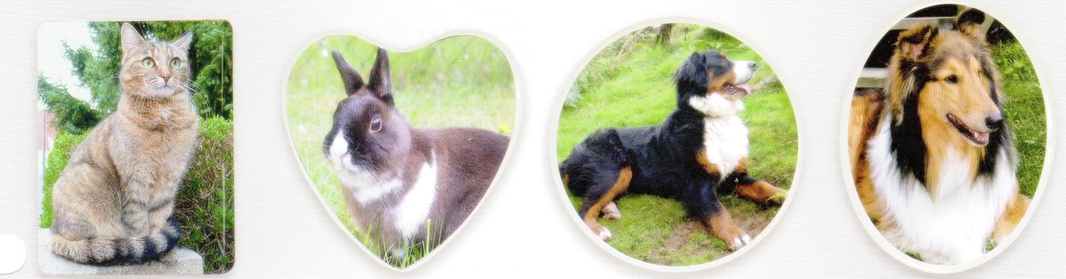 Photo porcelaine animal domestique