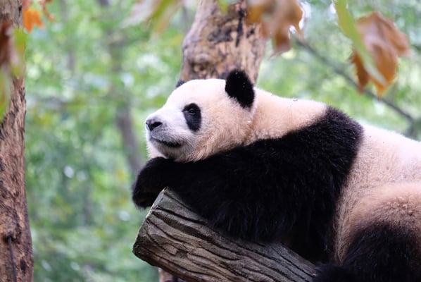 Chengdu - Pandabär
