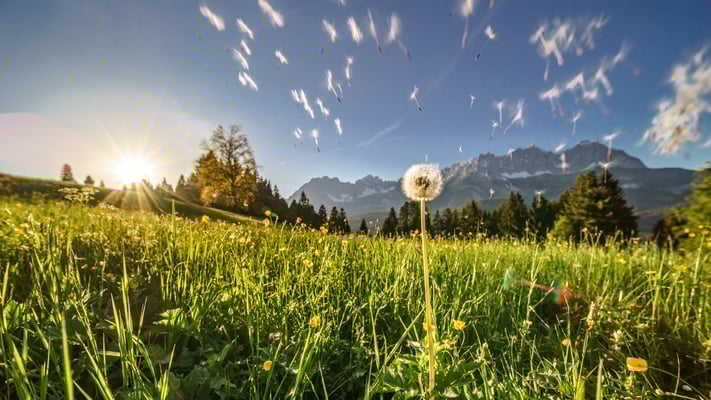 Blumenwiese in Going