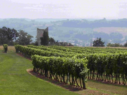 Chemin de compostelle à travers les vignes, sur les côteaux de Sainte Foy la Grande