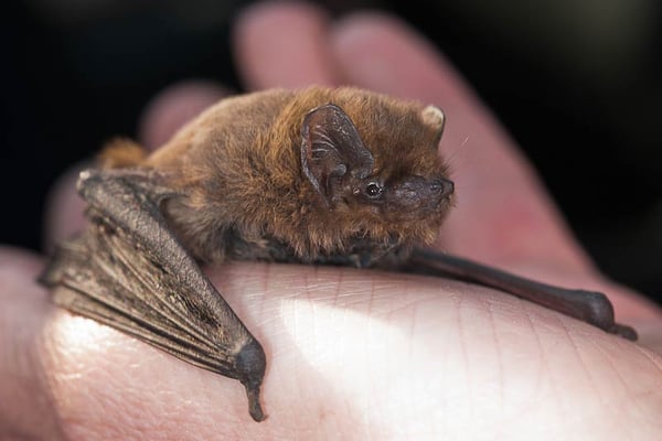 24.03.2012 Schwieberdingen Feuchtgebiet Markt Foto Romeo Cotrus; männliche Rauhautfledermaus