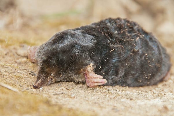 Maulwurf (Talpa europeae) 15.05.2011 Schwieberdingen Heimberg, beim grünen Klassenzimmer Foto von Romeo Cotrus