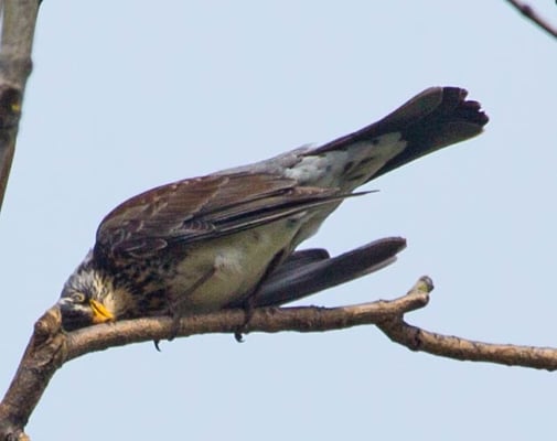 17.04.2015 Schwieberd.