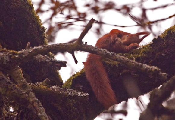 Eichhörnchen räkelt sich auf dem Ast