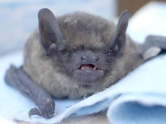 14.7.2009 Hemmingen Seestrasse Kamera: Pentax Optio S; die junge Zwergfledermaus (Pipistrellus pipistrellus) hat unten zwei Fangzähne  (ca. 6 Wochen alt)