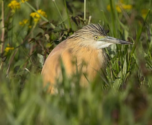 5.5.2021 Ludwigsburg Zugwiesen (BW, LB)