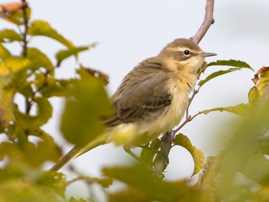 Schafstelze (Motacilla flava) [Foto: junge Schafstelze auf dem Zug rastet in  Schwieberdingen auf einem Acker bei der Katharinenlinde, 7.9.2009]