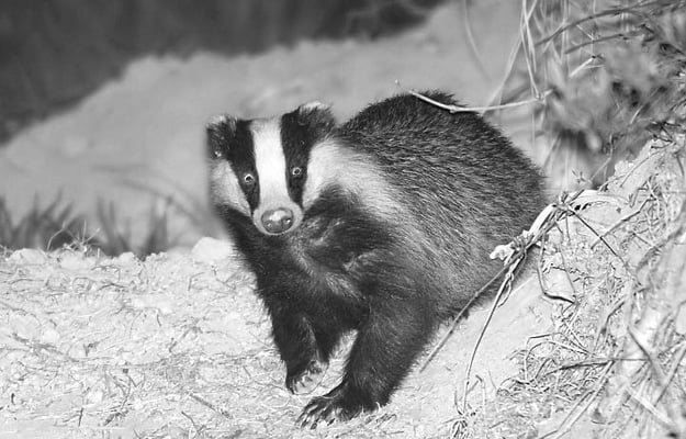 21.4.2010 20:53 Hemmingen im Glemstal bei der Hagmühle;Foto: Romeo Cotrus;  Dachs vor seinem Bau ca. 80cm groß
