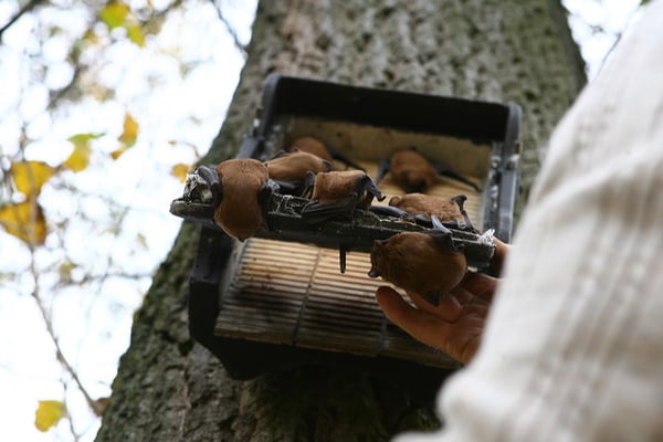 Oktober 2006 Asperg-Osterholz Foto vom NABU Asperg; Nistkasten mit neun Abendsegler Fledermäusen in Asperg