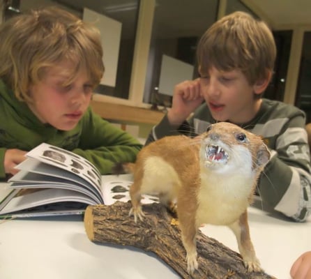 15.12.2009 Schwieberdingen NABU-Raum Kamera: Fuji Finepix F200; Präparat eines Hermelin im Sommerfell im NABU-Raum Schwieberdingen 27cm + 15cm Schwanz 