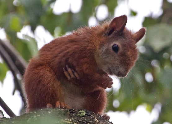 ein Eichhörnchen besucht unsere Birke