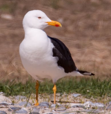 05.06.2015 Helgoland