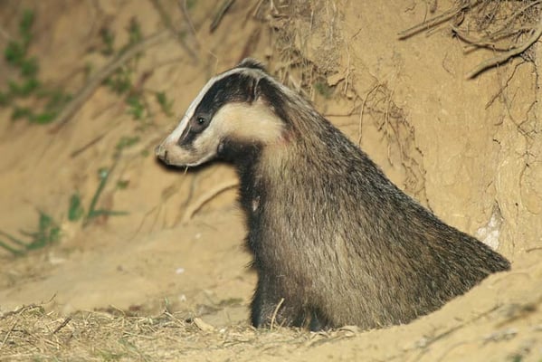 21.4.2010 20:53 Hemmingen im Glemstal bei der Hagmühle; Foto: Romeo Cotrus; Dachs mit Wunde am Hals - vermutlich durch Revierkampf