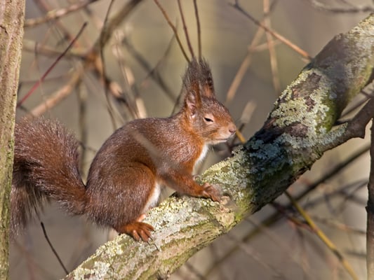Eichhörnchen im Glemstal (Sciurus vulgaris), [Foto: verschlafen, in Markgröningen, 9.2.2008]