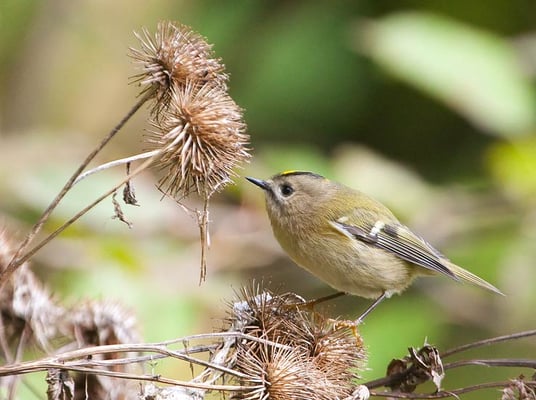 Wintergoldhähnchen (Regulus regulus) [Foto: 23.10.2010, im Hemminger Zeilwald]