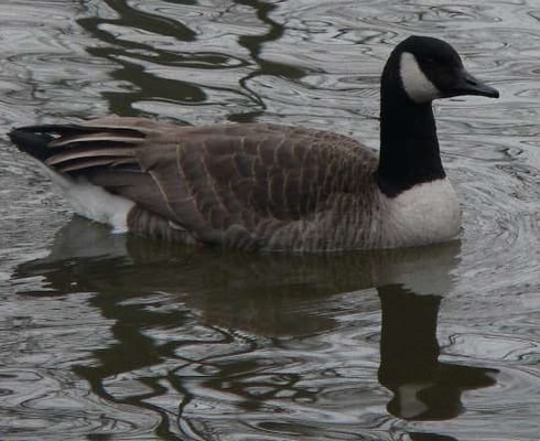 28.12.2004 Enz b.Oberriexingen