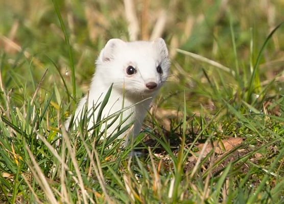 12.02.2016 Stuttgart beim Schloss Solitude Kamera: Canon EOS 5D MkIII/ 500f4 x 2.0; 