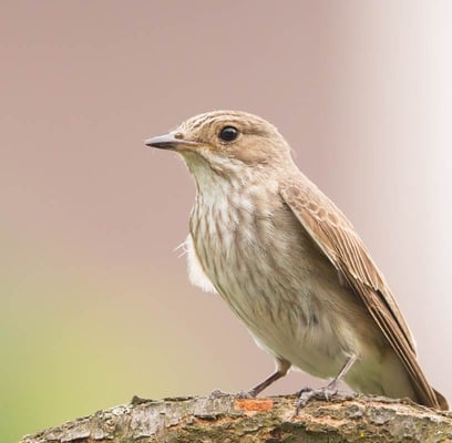 26.06.2005 Schwieberdingen