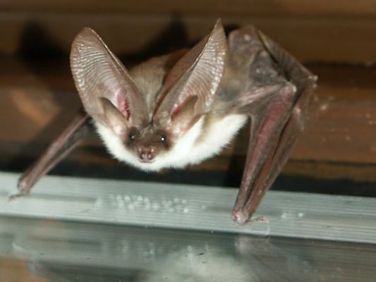 17.7.2003 Schwieberdingen Kamera: Minolta Dimage 7 Foto von Eberhard Häussermann; graues Langohr (Plecotus austriacus) in Schwieberdingen Auffallend ist die graue Maske um die relativ großen Augen. Die Unterseite ist reinweiß 