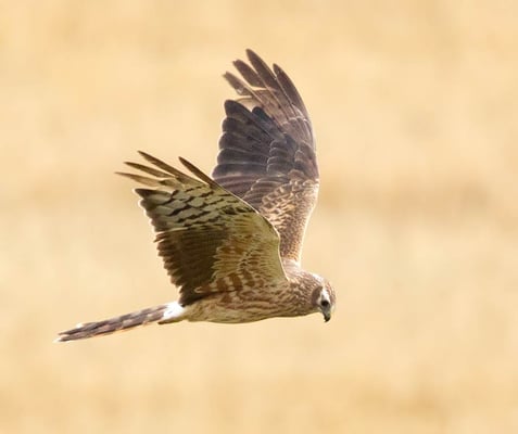 18.8.2015 Schwieberdingen