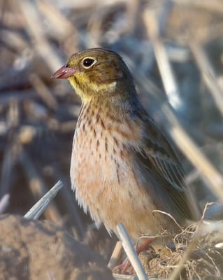 21.08.2015 Hemmingen