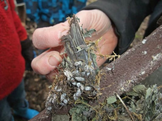 29.01.2012 Schwieberdingen,Räuschelbachtal "Münchinger Tal" Kamera: Fuji Finepix F200; Federn im Kasten, Schlafplatz des Siebenschläfers