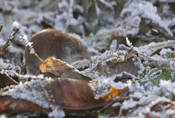 Crocidura sp. [Foto: eine Weißzahnspitzmaus (Crocidura sp.) am Weihnachtstag 24.12.2007 in Schwieberdingen, Hülbe, Foto von Dennis Heidrich]