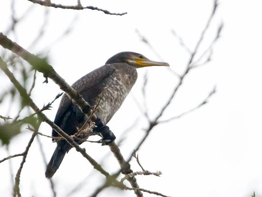  Kormoran (Phalacrocorax carbo) ist Vogel des Jahres 2010 [Foto:  Kormoran am 4.11.2008 an der Enz zwischen Unterriexingen und Bissingen]