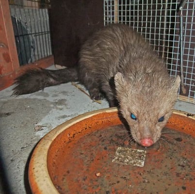 21.03.2012 Hemmingen Lerchenstr. Kamera: Fuji Finepix F200; 