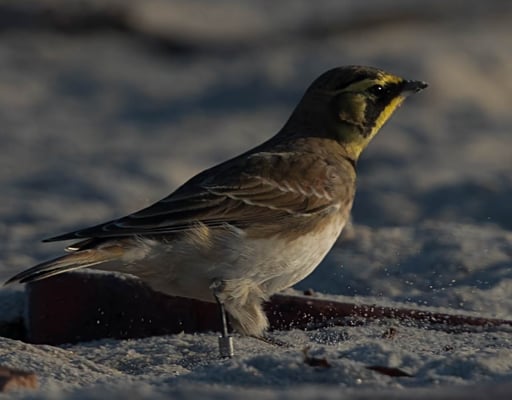 10.10.2018 Helgoland